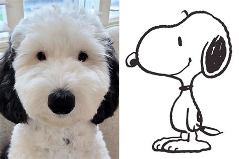 real life snoopy dog breed|This Snoopy Look